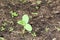 Cucumber sprouts in the soil in the summer