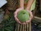 cucumber suri after harvest ( cucumis Mel L Var Reticulatus Naudin ).