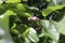 Cucumber tree flower buds close up