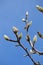 Cucumber Tree Magnolia - Magnolia acuminata branches with spring flower buds closeup â€“ signs of spring - vertical