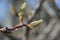 Cucumber Tree Magnolia - Magnolia acuminata spring buds macro â€“ signs of spring - horizontal