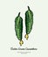 Cucumber vegetable vector isolate. Green whole cucumbers. Vegetables drawn illustration. Trendy food vegetarian cucumber