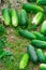 Cucumber. Very good harvest of cucumbers. Harvesting of cucumbers. Very tasty vegetables.