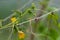 Cucumber vine with flowers