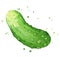 Cucumber watercolor illustration