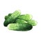 Cucumber watercolor illustration on white background
