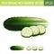 Cucumber on white background. Vector illustration