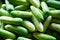 Cucumber is a widely cultivated plant in the gourd family Cucurbitaceae