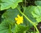Cucumber yellow flower and green leaves