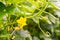 Cucumber yellow flowers, vines and leaves