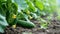 Cucumbers on a branch in a greenhouse. selective focus. Generative AI,
