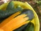 Cucumbers and cabbage in a yellow plastic bucket on the garden plot. Harvesting by amateur gardeners