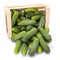 Cucumbers (Cucumis sativus) in wooden crate