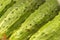 Cucumbers extreme closeup diagonal view