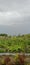 Cucumbers garden with cloudy skies