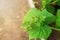 Cucumbers in the greenhouse to grow. Closeup green tenacious climbing stalks