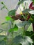 Cucumbers in the greenhouse. Tying the stems to twine.