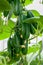 Cucumbers growing on a branch