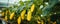 Cucumbers growing on branches with yellow flowers. Fresh Cucmber banner