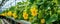 Cucumbers growing on branches with yellow flowers. Fresh Cucmber banner