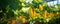 Cucumbers growing on branches with yellow flowers. Fresh Cucmber banner