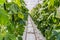 Cucumbers growing without soil in an Dutch greenhouse