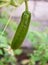 Cucumbers growing on a vine in a rural greenhouse. Selective focus