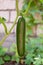 Cucumbers growing on a vine in a rural greenhouse. Selective focus