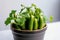 Cucumbers Growing In White Pot On White Background. Generative AI