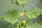 Cucumbers grown in a greenhouse.A good harvest of cucumbers