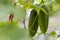 Cucumbers, hanging cucumbers in garden