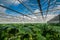 cucumbers in a modern greenhouse, growing vegetables, designs made of glass, view above