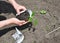 Cucumbers: Planting, Growing and Harvesting Cucumber Plants.