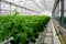 Cucumbers plants in the greenhouse