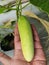 Cucumbers ready for harvest