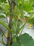 Cucumbers ready to harvest