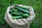 Cucumbers in sack on green grass background. Summer harvest closeup concept image. Organic diet food