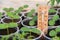 Cucumbers seedlings in a greenhouse and a thermometer showing the temperature of the growing environment