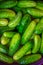 Cucumbers soaked in water for pickling. Homemade cucumbers. . Stocks for the winter. Billets from vegetables.