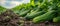 Cucumbers Thriving in Garden Soil