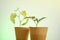 Cucumbers and tomato seedlings in peat pots close-up on a light green background.Blooming seedlings for seedlings