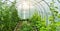 Cucumbers and tomatoes grow in a modern polycarbonate greenhouse solar arc, sunlight through transparent walls, the