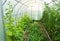 Cucumbers and tomatoes grow in a modern polycarbonate greenhouse solar arc, sunlight through transparent walls, the concept of