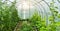 Cucumbers and tomatoes grow in a modern polycarbonate greenhouse solar arc, sunlight through transparent walls, the concept of