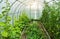 Cucumbers and tomatoes grow in a modern polycarbonate greenhouse solar arc, sunlight through transparent walls, the concept of