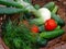 cucumbers, tomatoes, onions and dill. harvest of fresh vegetables