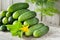 Cucumbers with yellow flower, leaves and dill