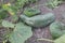 Cucumis Melo on farm for harvest