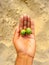 Cucumis melo in the hand of a boy on a sand background