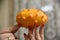 Cucumis metuliferus, exotic fruit in lady\\\'s hand with red nails on the light background